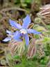 borago officinalis 3.JPG